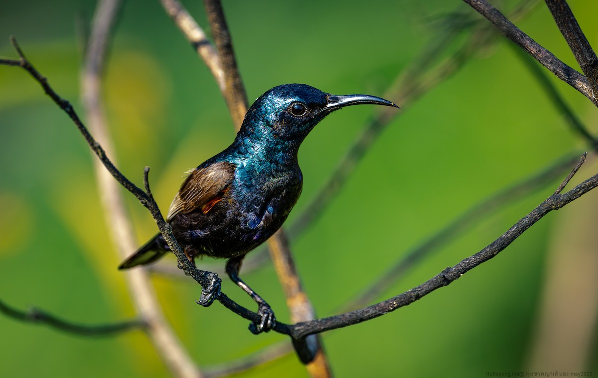 Purple Sunbird - Nattapong Banhomglin