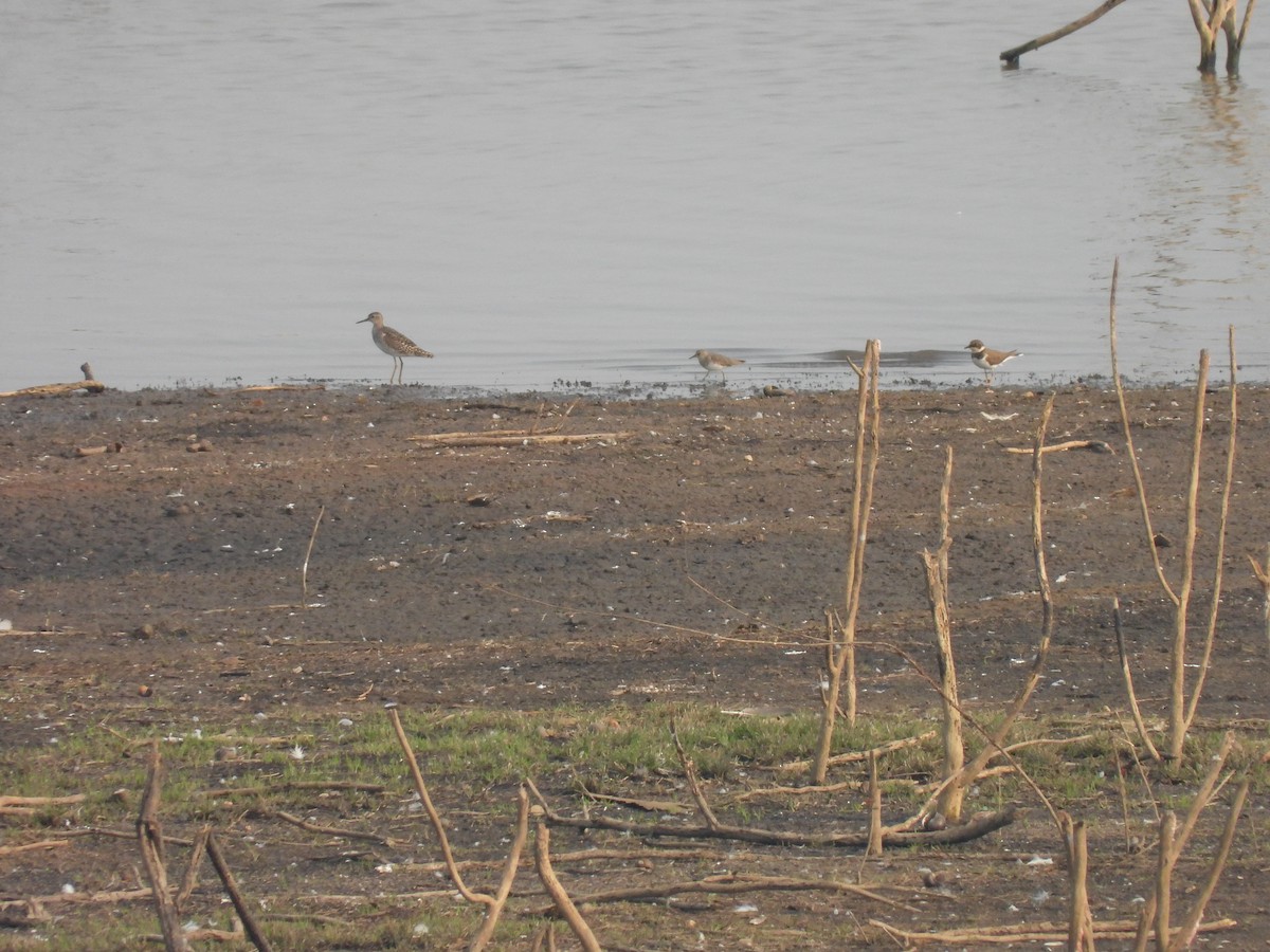 Temminck's Stint - ML598352391