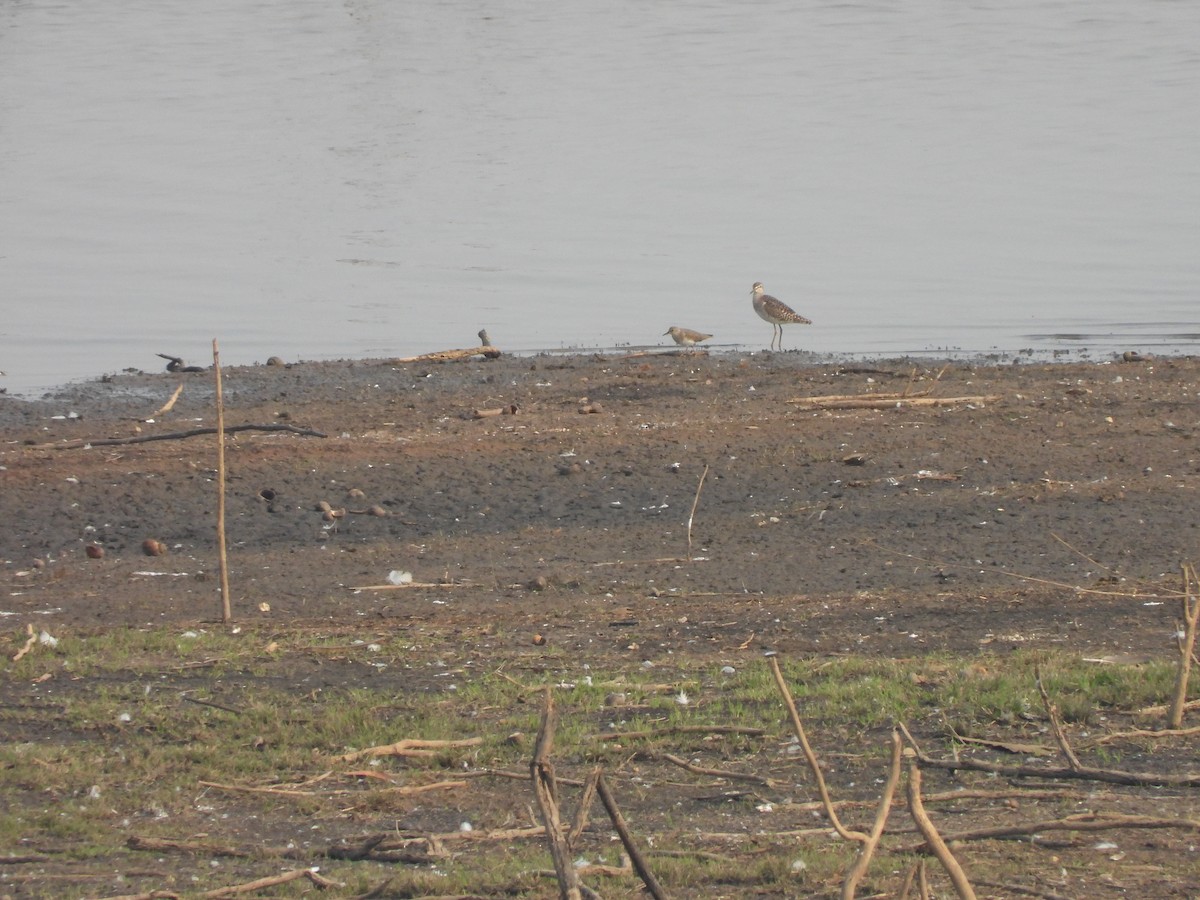 Temminck's Stint - ML598352401