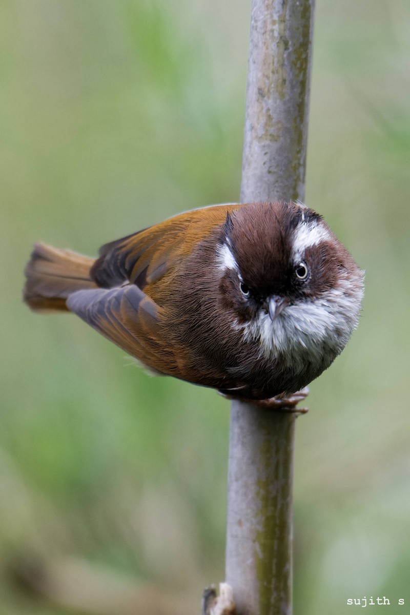 White-browed Fulvetta - ML598352801