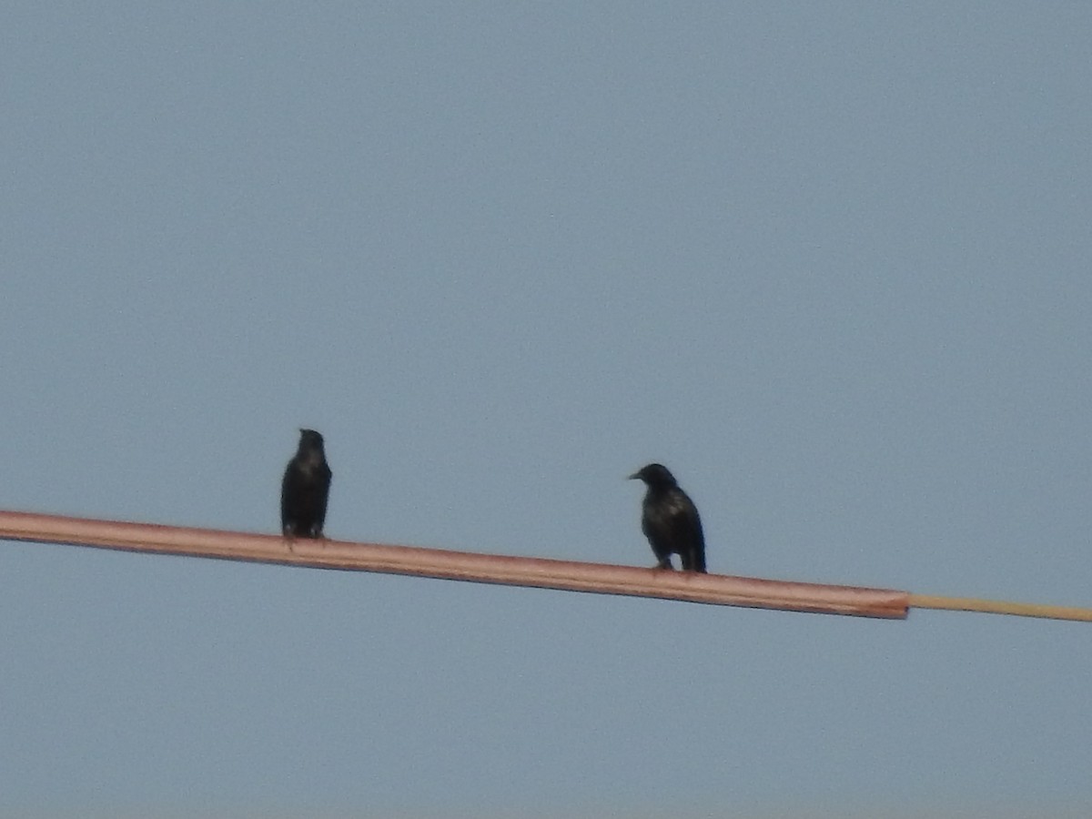 Spotless Starling - Cristina Varela