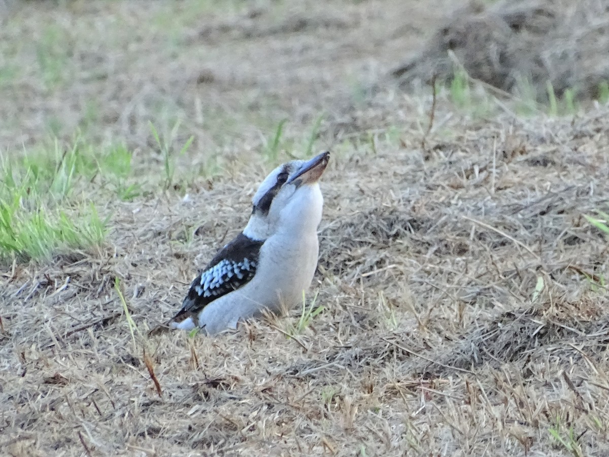 Martin-chasseur géant - ML598354491