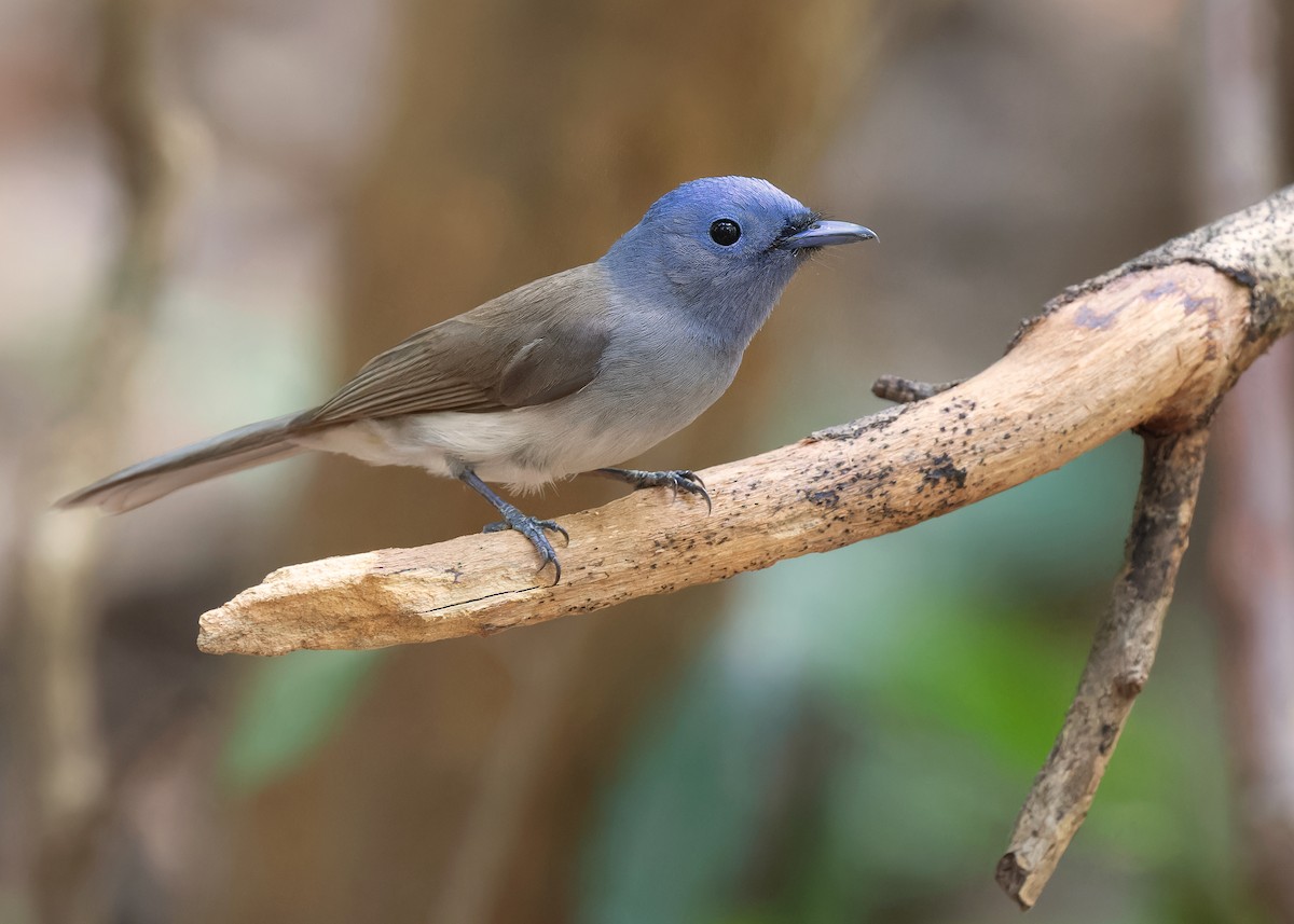 Black-naped Monarch - Ayuwat Jearwattanakanok