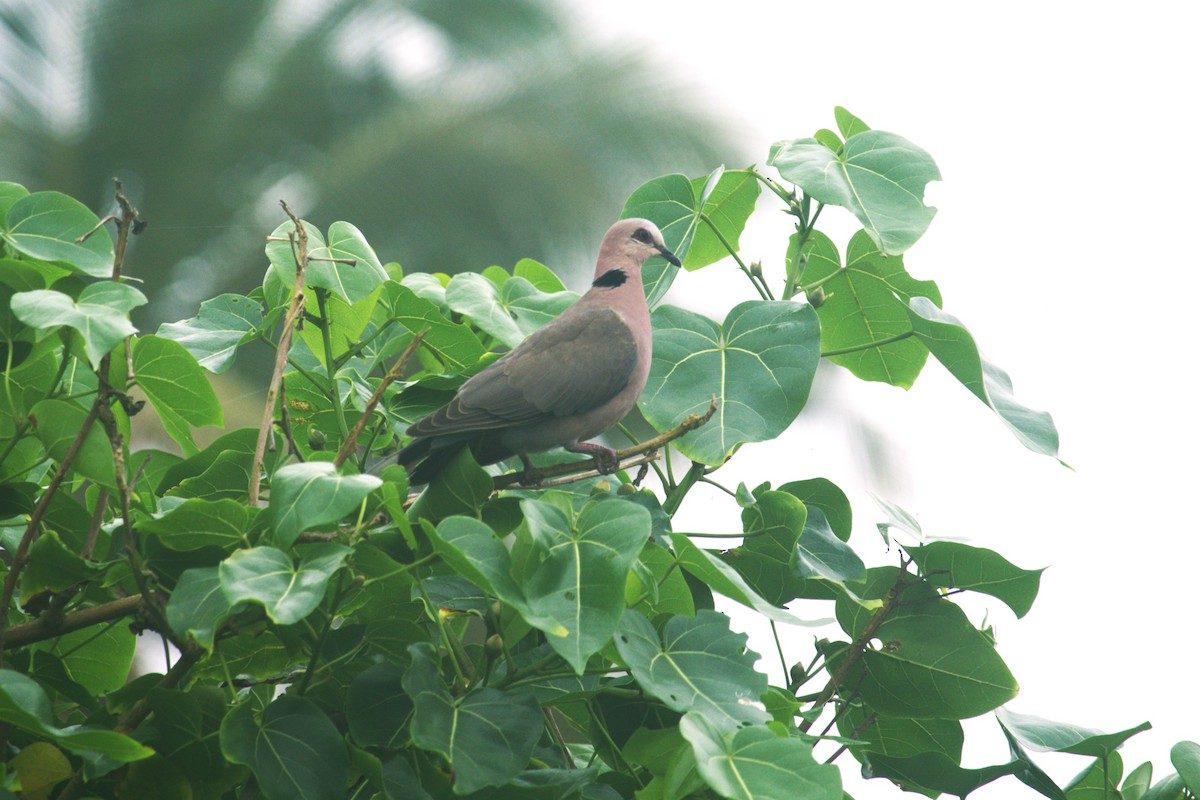 Red-eyed Dove - ML598355101