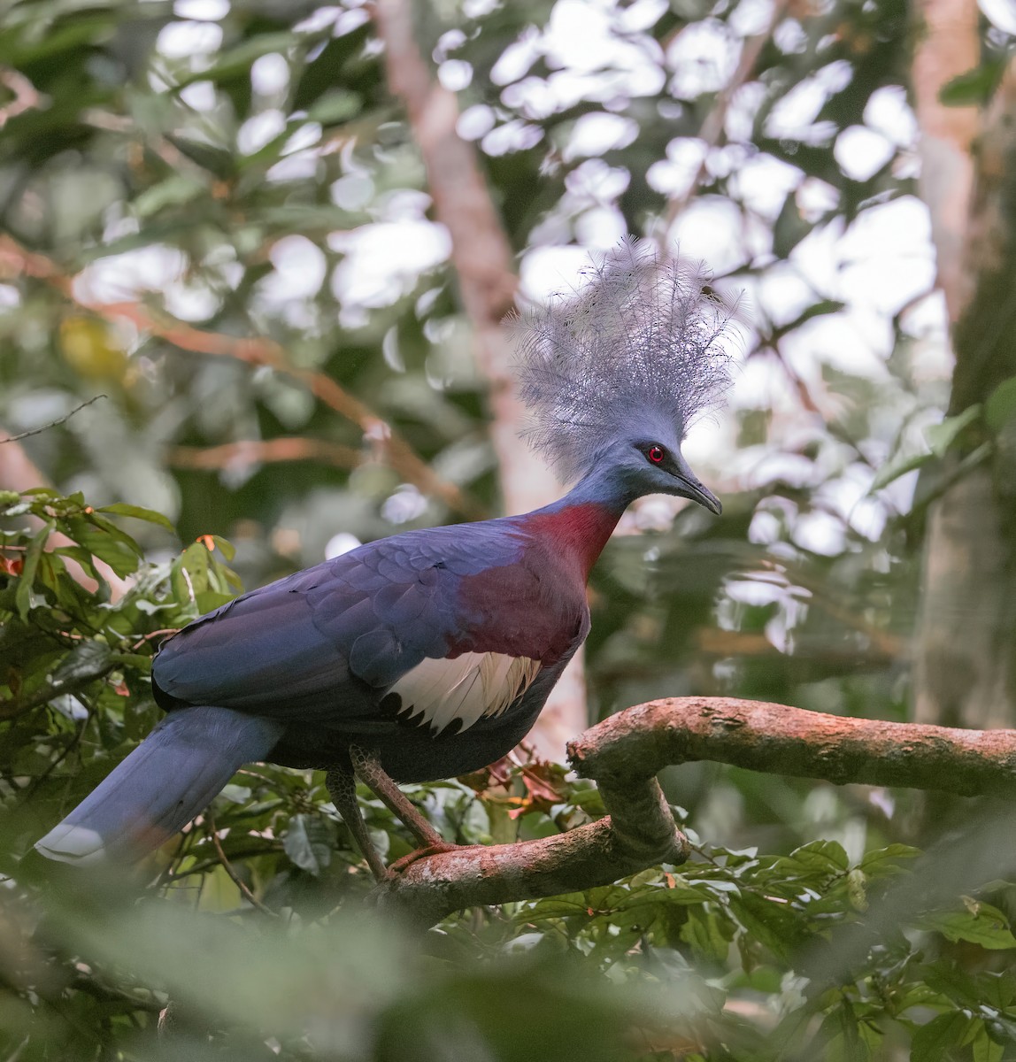 Sclater's Crowned-Pigeon - ML598355161