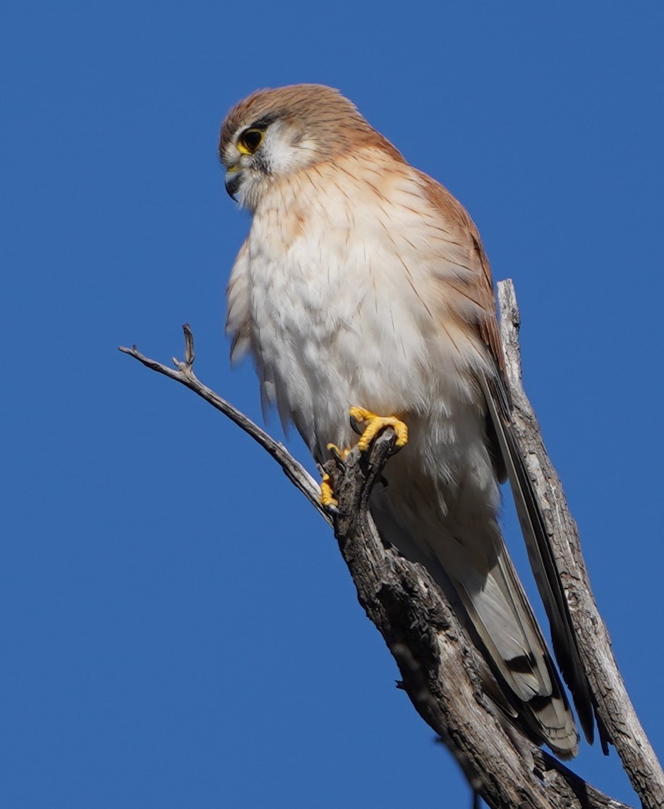 Nankeen Kestrel - ML598355391