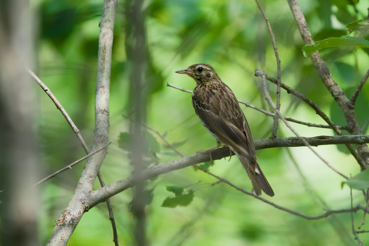 Tree Pipit - Radek Ošlejšek