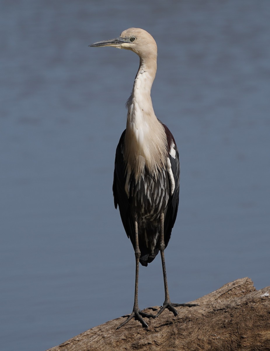 Pacific Heron - ML598356311