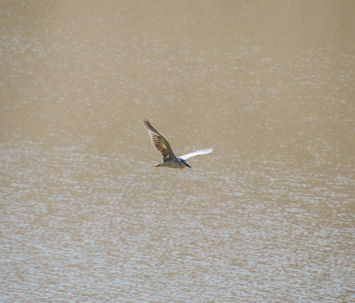 Black-crowned Night Heron - Anonymous