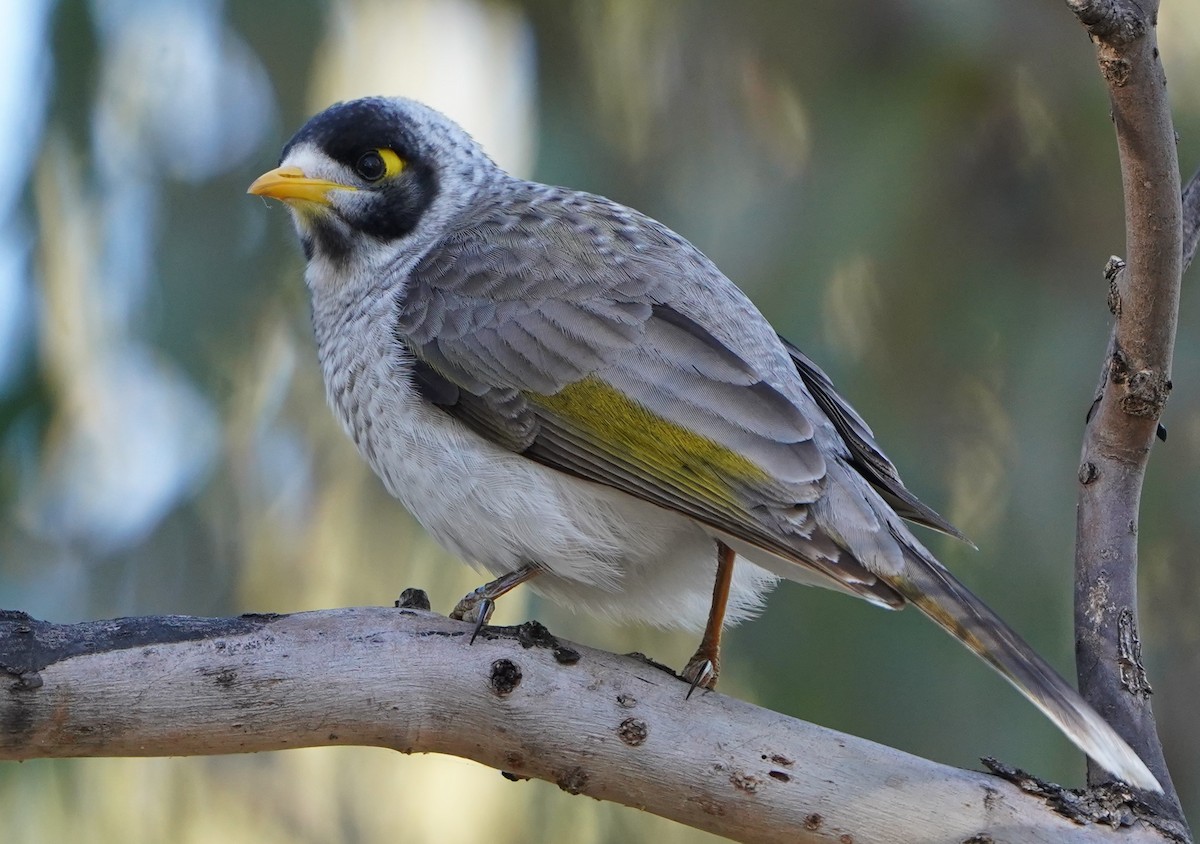 Noisy Miner - ML598356331