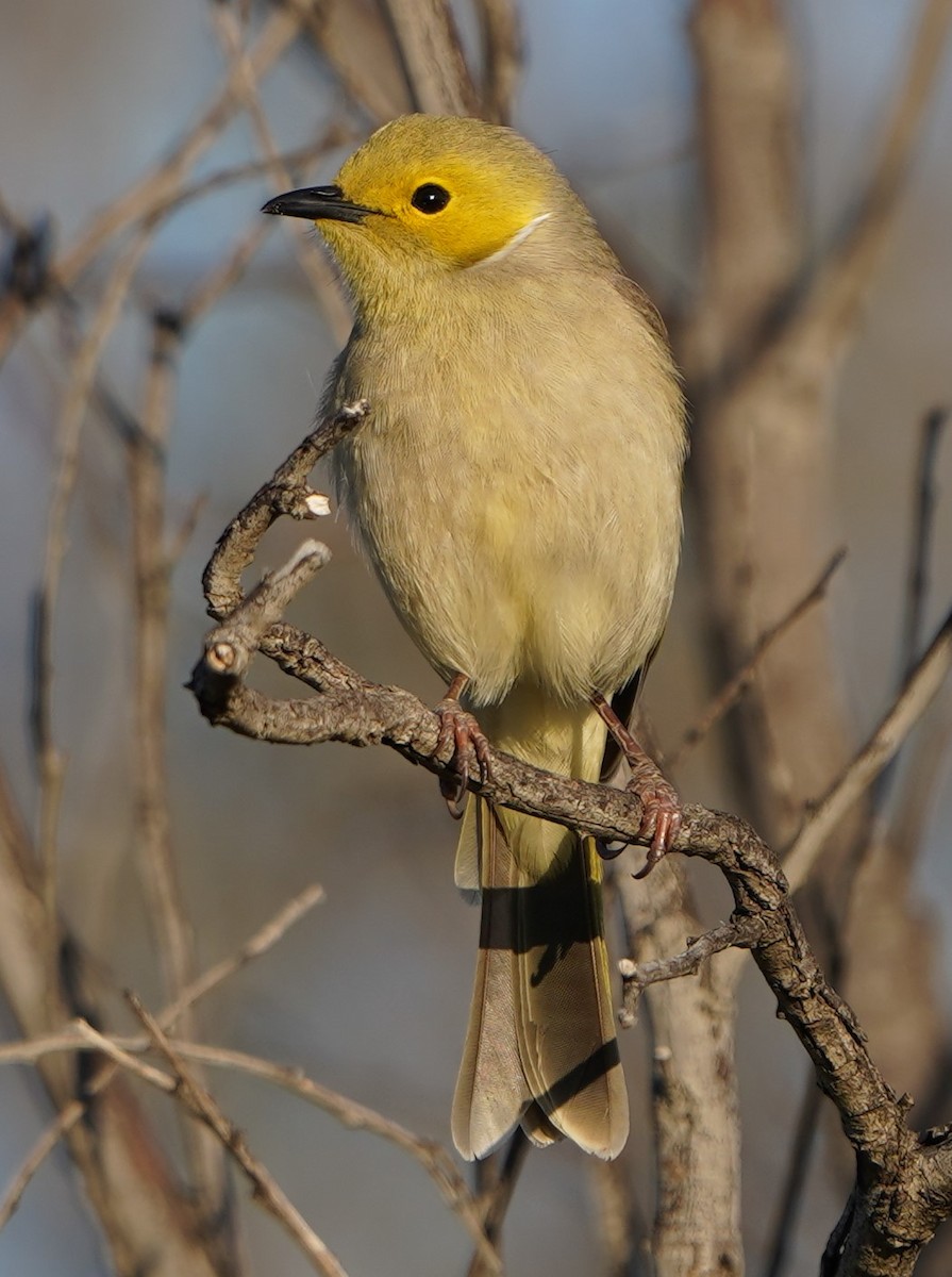 White-plumed Honeyeater - ML598357051