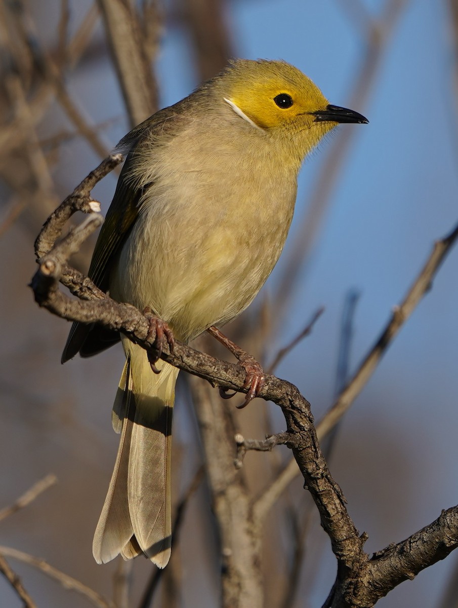 White-plumed Honeyeater - ML598357071