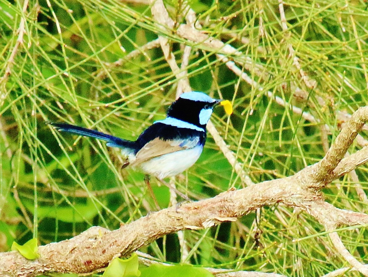 Superb Fairywren - ML59835861