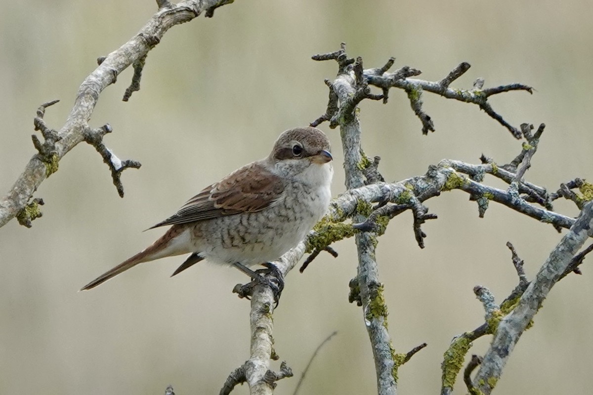 Red-backed Shrike - ML598358681