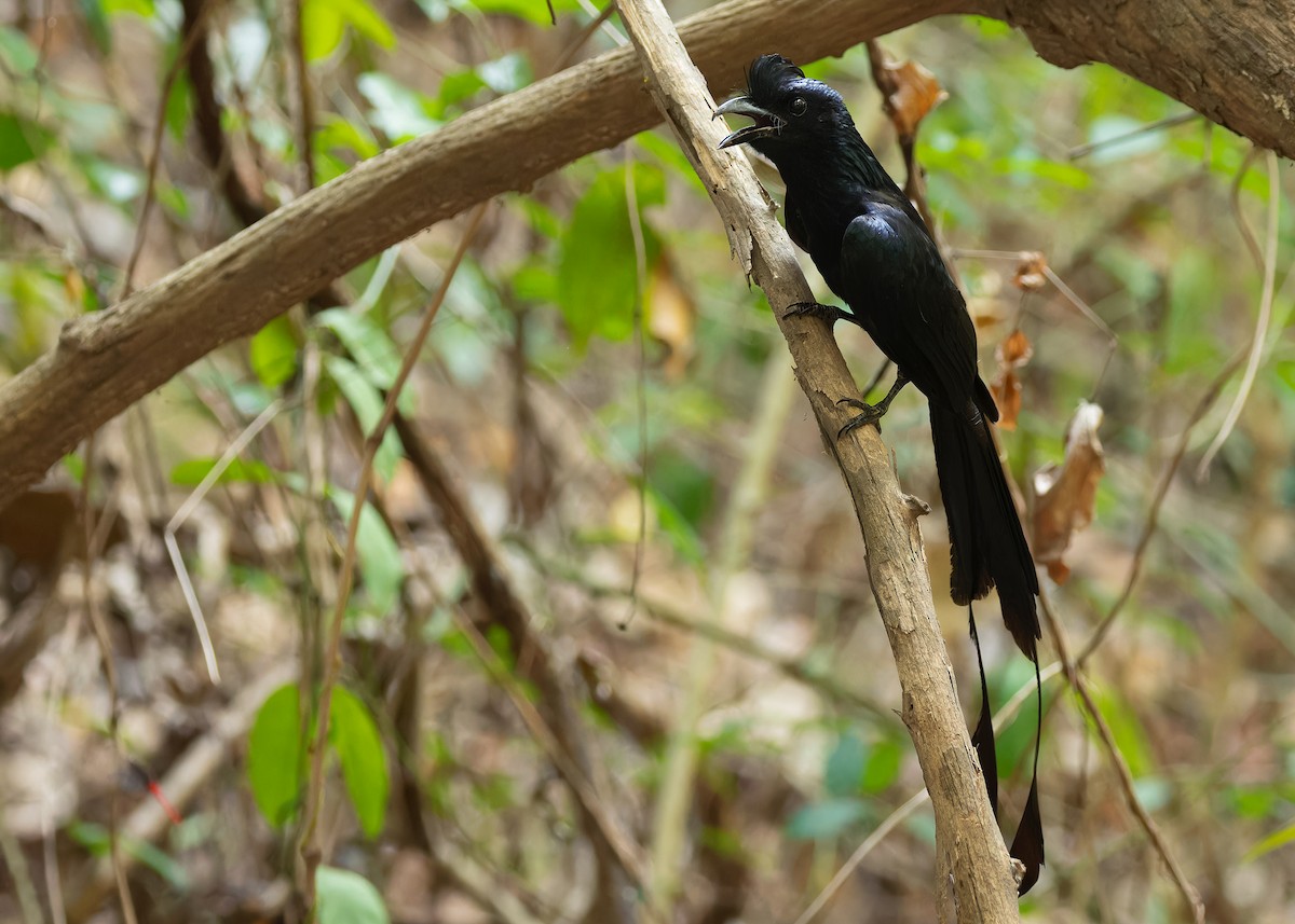 Greater Racket-tailed Drongo - Ayuwat Jearwattanakanok