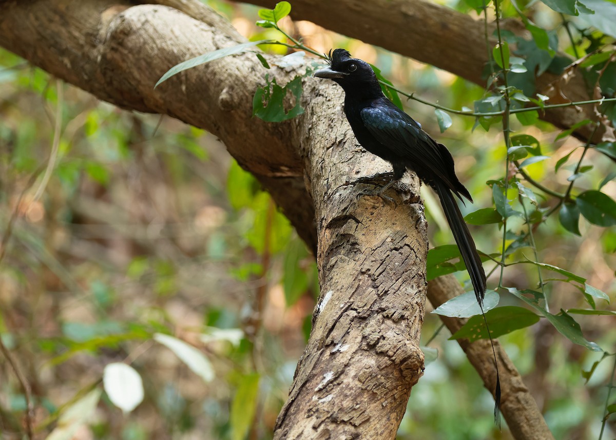 Greater Racket-tailed Drongo - Ayuwat Jearwattanakanok