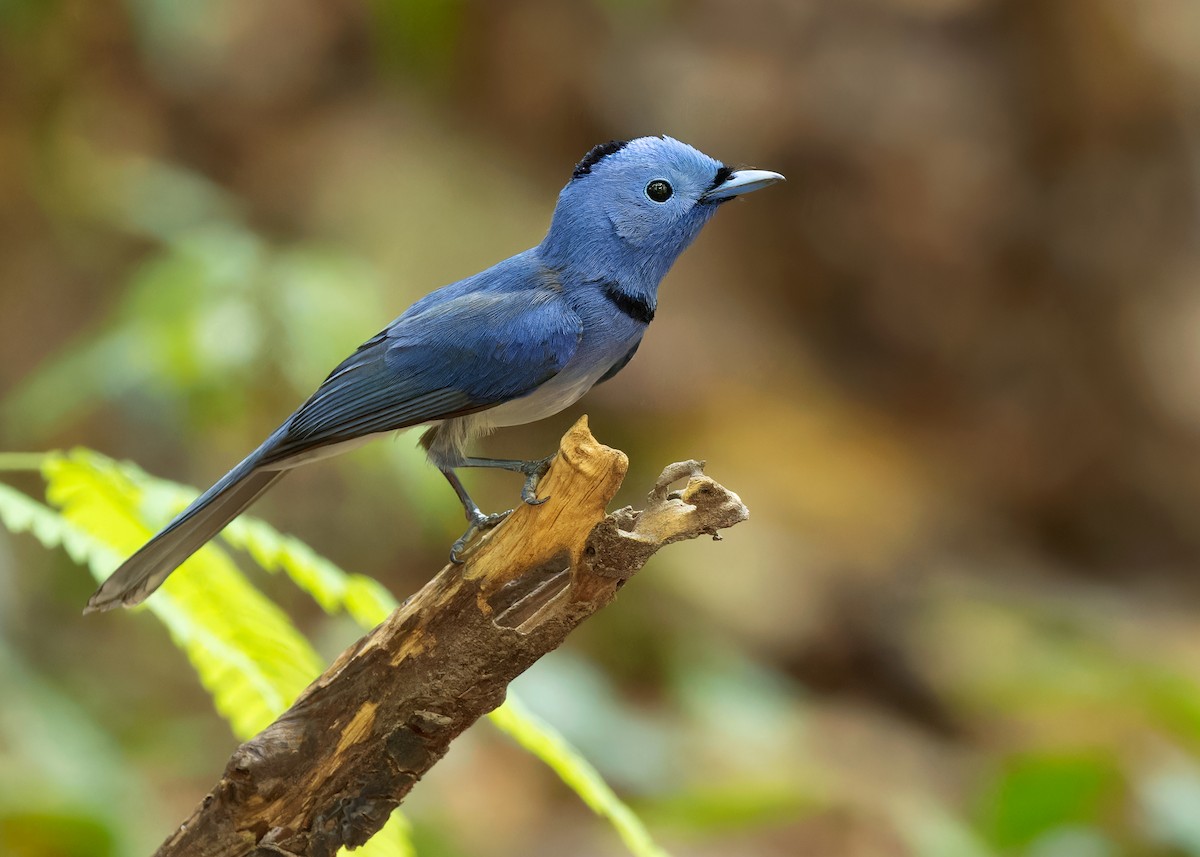 Black-naped Monarch - Ayuwat Jearwattanakanok