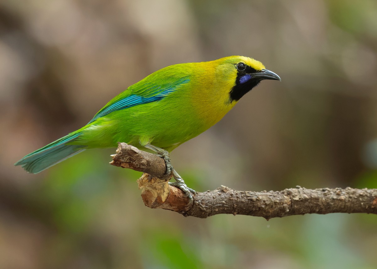 Blue-winged Leafbird - Ayuwat Jearwattanakanok
