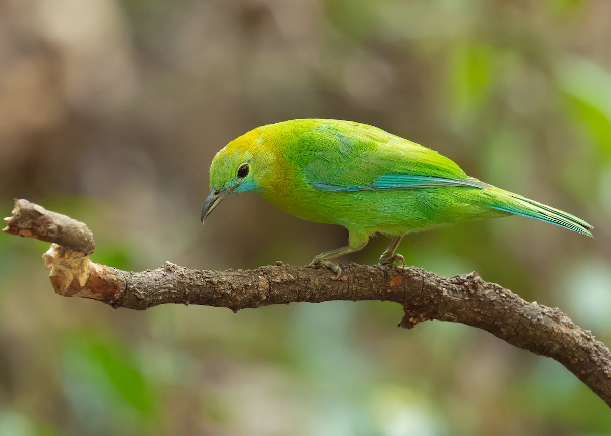 Blue-winged Leafbird - Ayuwat Jearwattanakanok