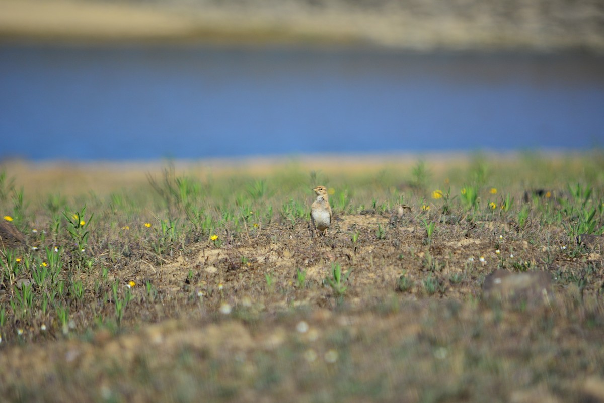 Greater Short-toed Lark - ML598359321