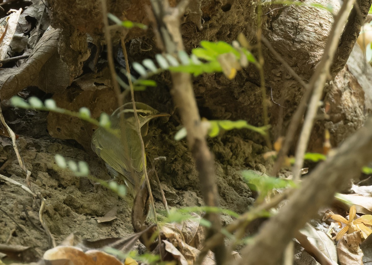Eastern Crowned Warbler - Ayuwat Jearwattanakanok