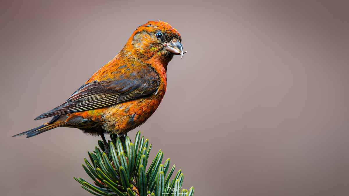 Red Crossbill - Bibaswan Sarkar