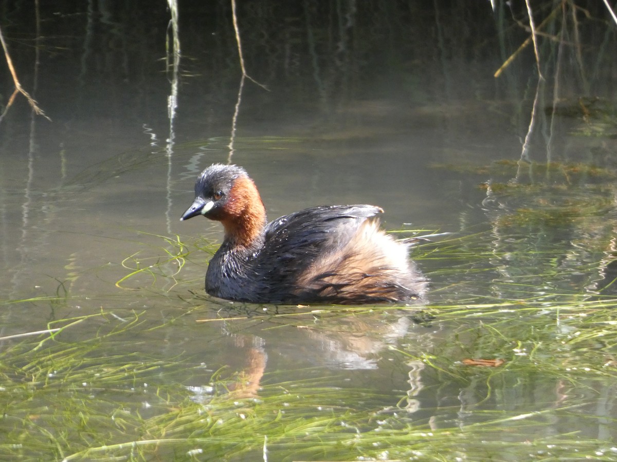 Little Grebe - Josh Hedley