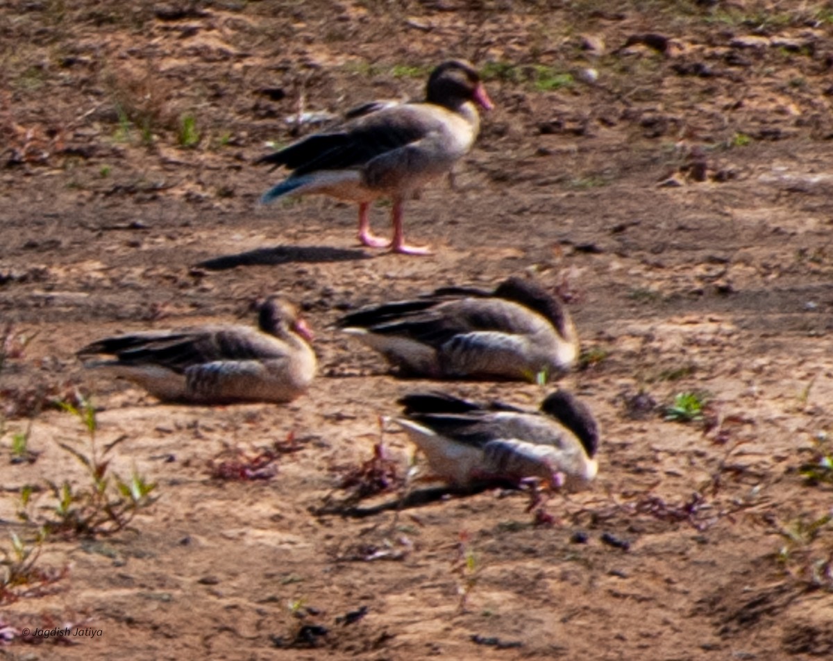 Graylag Goose - ML598361721