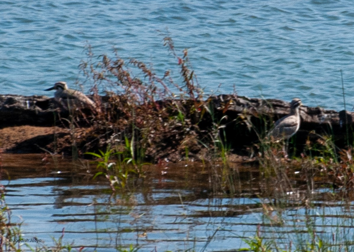 Great Thick-knee - ML598361761