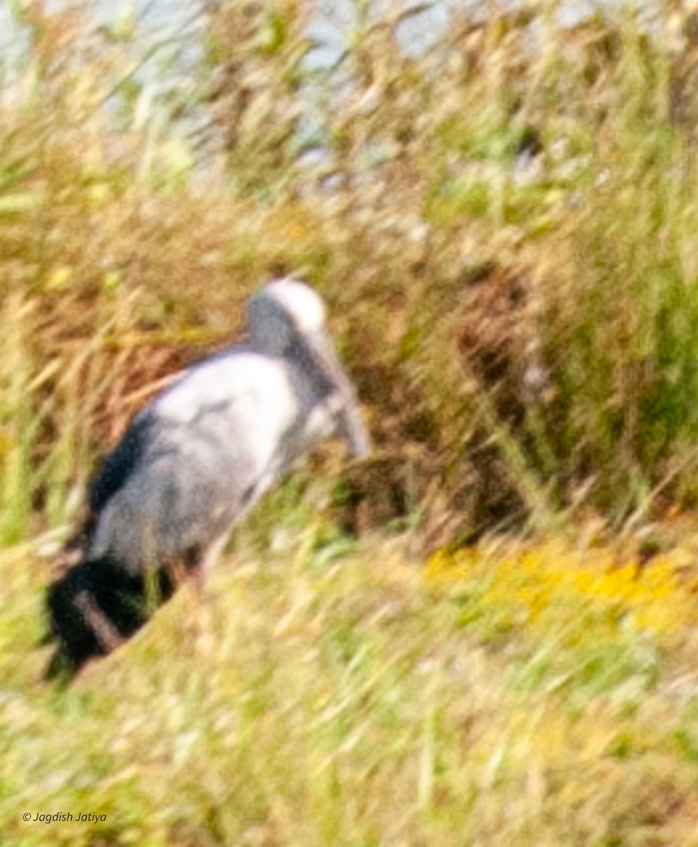 Asian Openbill - ML598361771