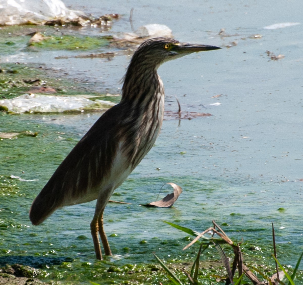 Indian Pond-Heron - ML598361781