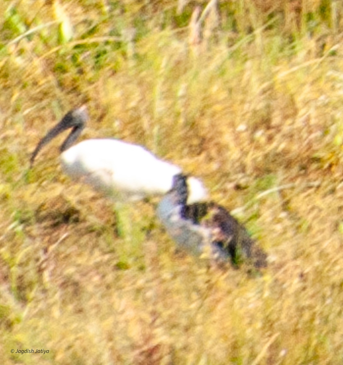 Black-headed Ibis - ML598361901