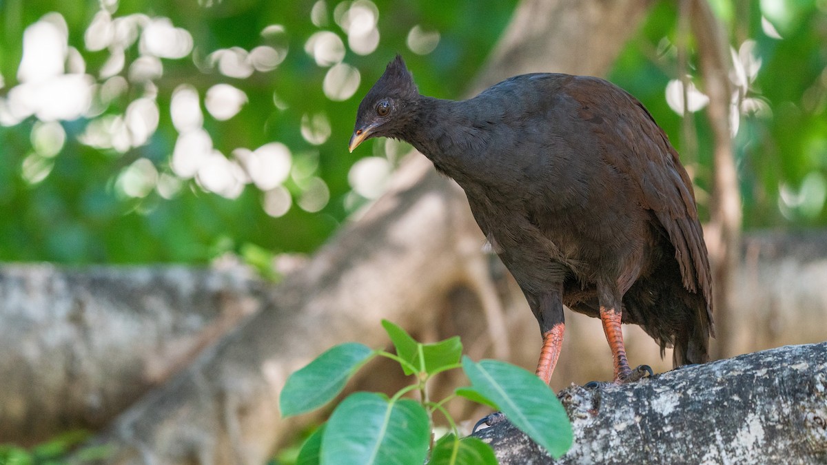 Orange-footed Megapode - ML598361981