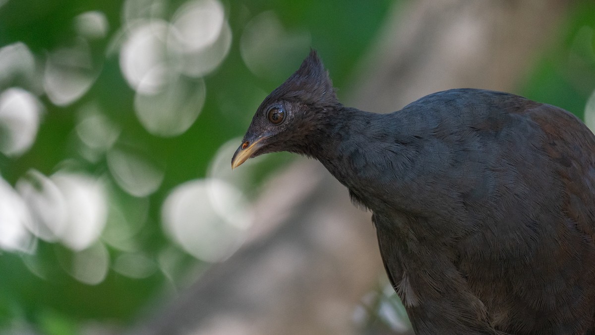 Orange-footed Megapode - Javier Cotin