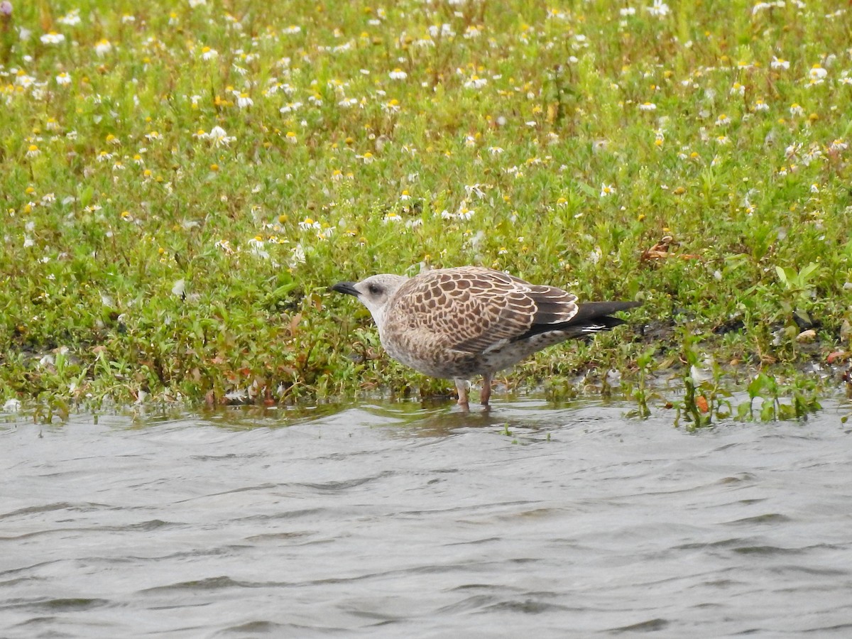 Gaviota Sombría (graellsii) - ML598363011