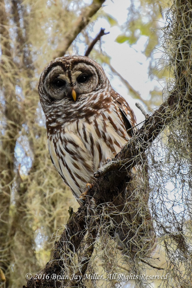 Barred Owl - ML598363021