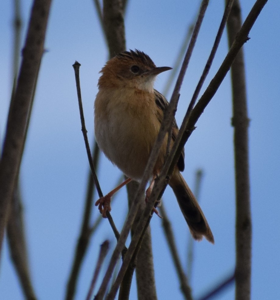 Golden-headed Cisticola - ML598363781