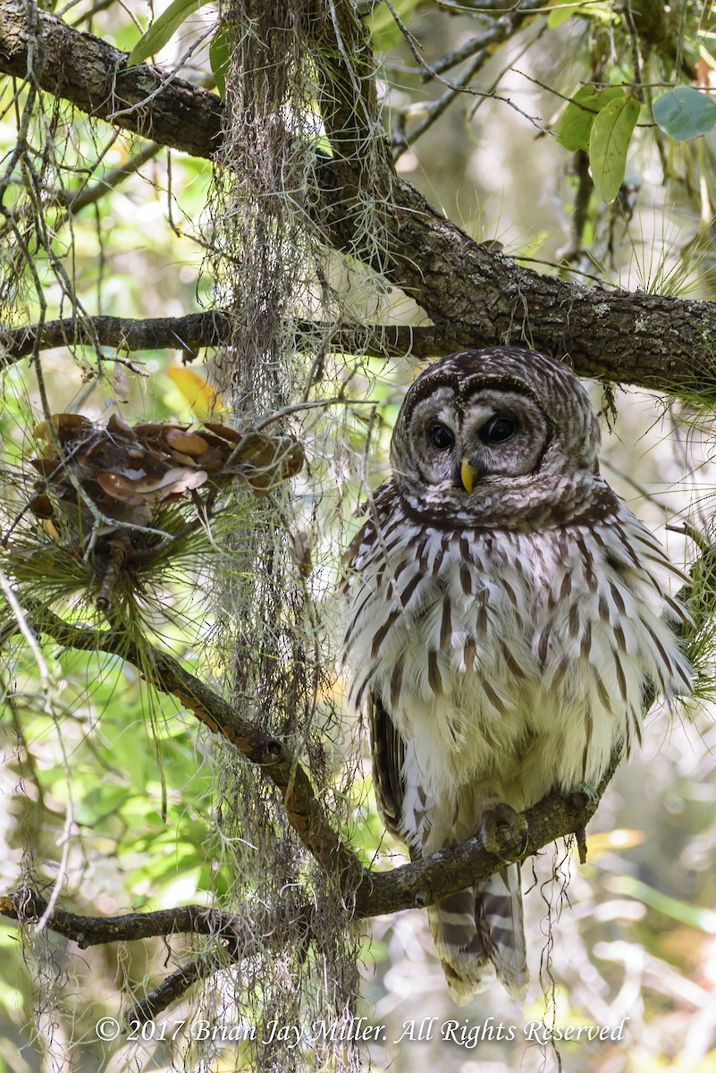 Barred Owl - ML598364871