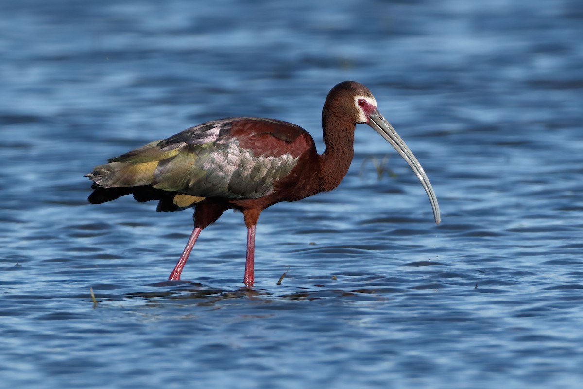 White-faced Ibis - ML59836511