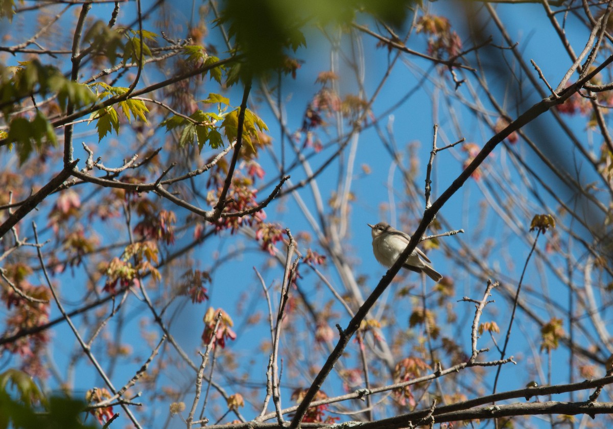 Warbling Vireo - ML59836571