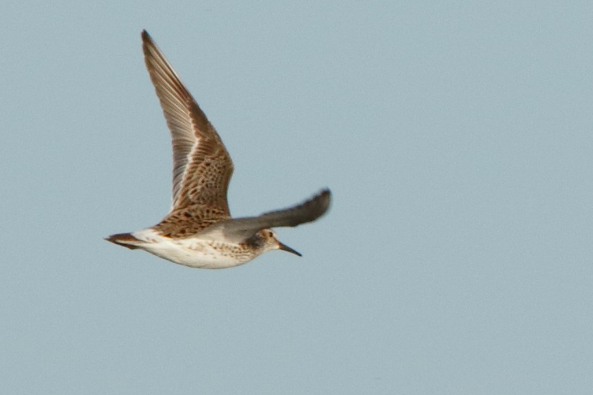 White-rumped Sandpiper - ML59836681