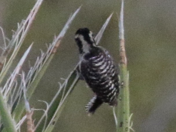 woodpecker sp. - ML59836741