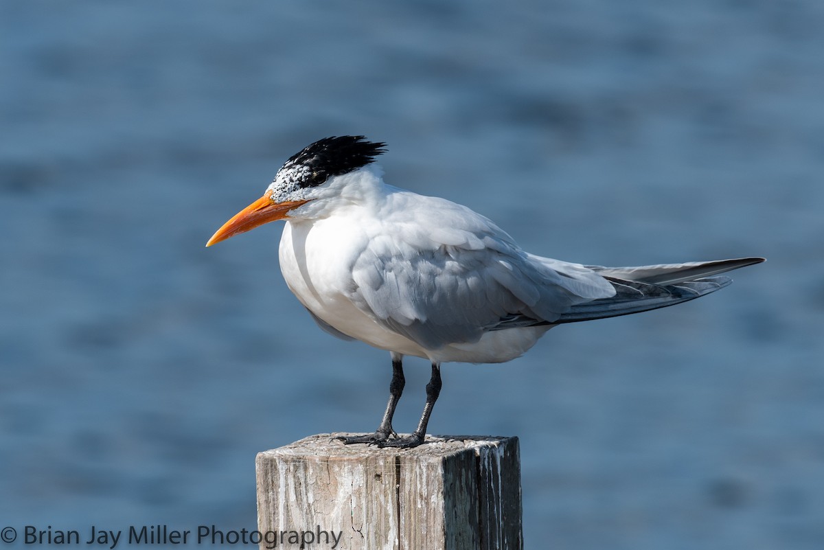 Royal Tern - ML598367861