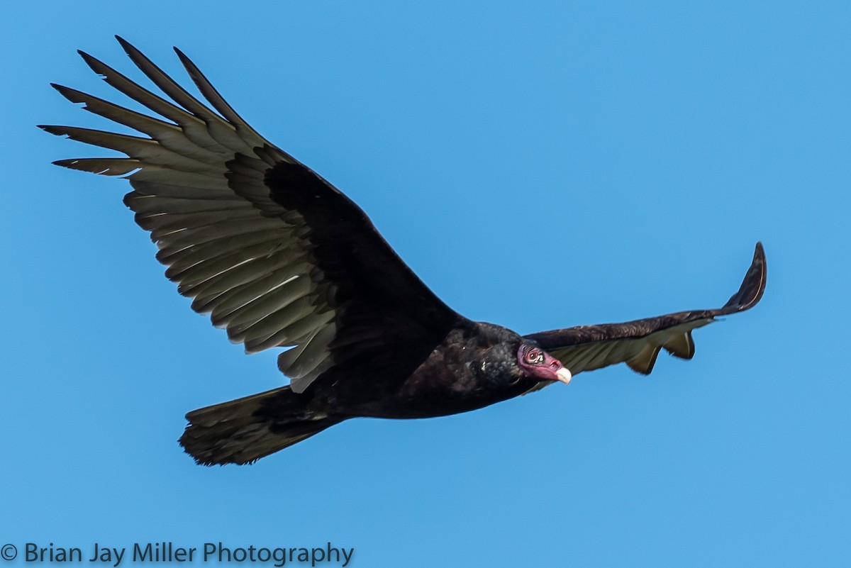 Turkey Vulture - ML598368551