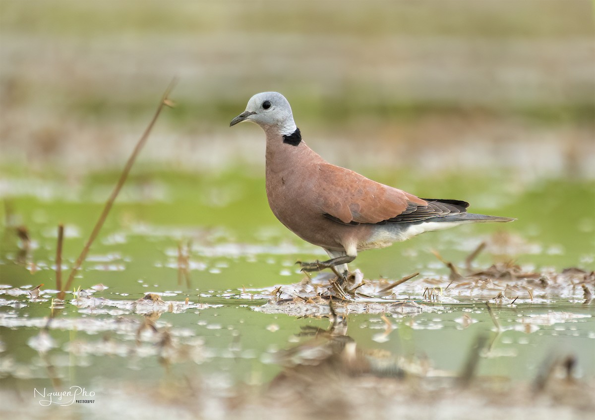 Red Collared-Dove - Nguyen Pho