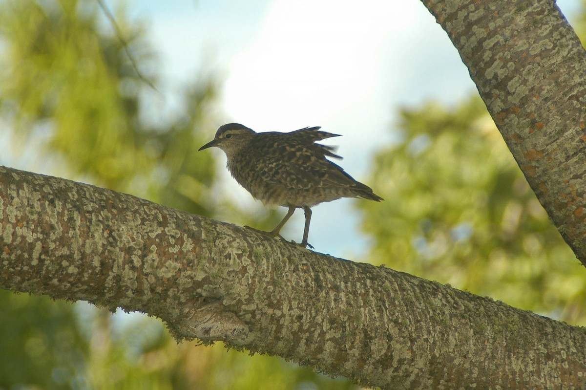 Tuamotu Sandpiper - ML59836901