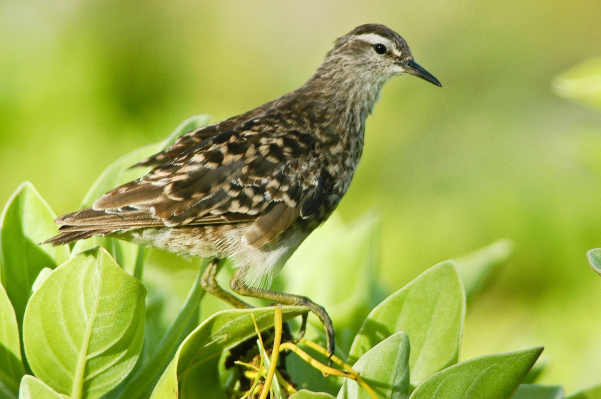 Tuamotu Sandpiper - ML59837011