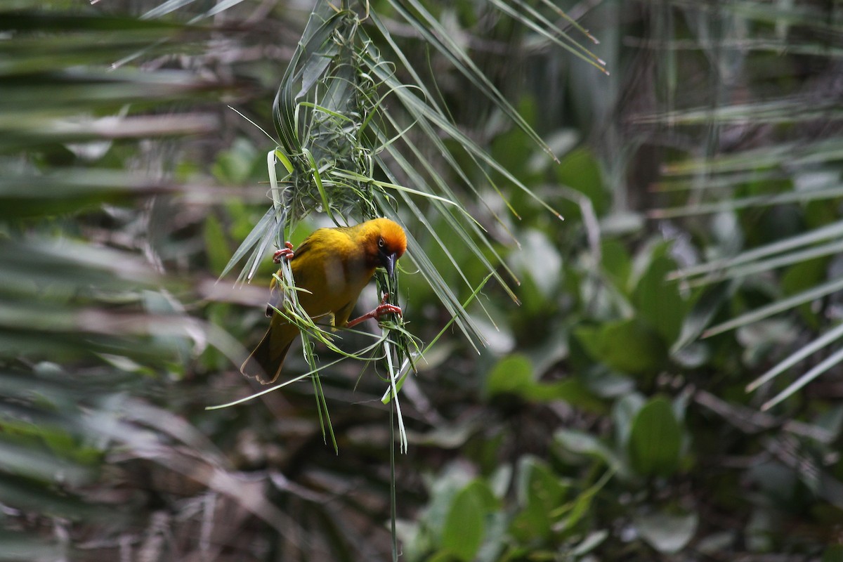 Cape Weaver - ML598371771