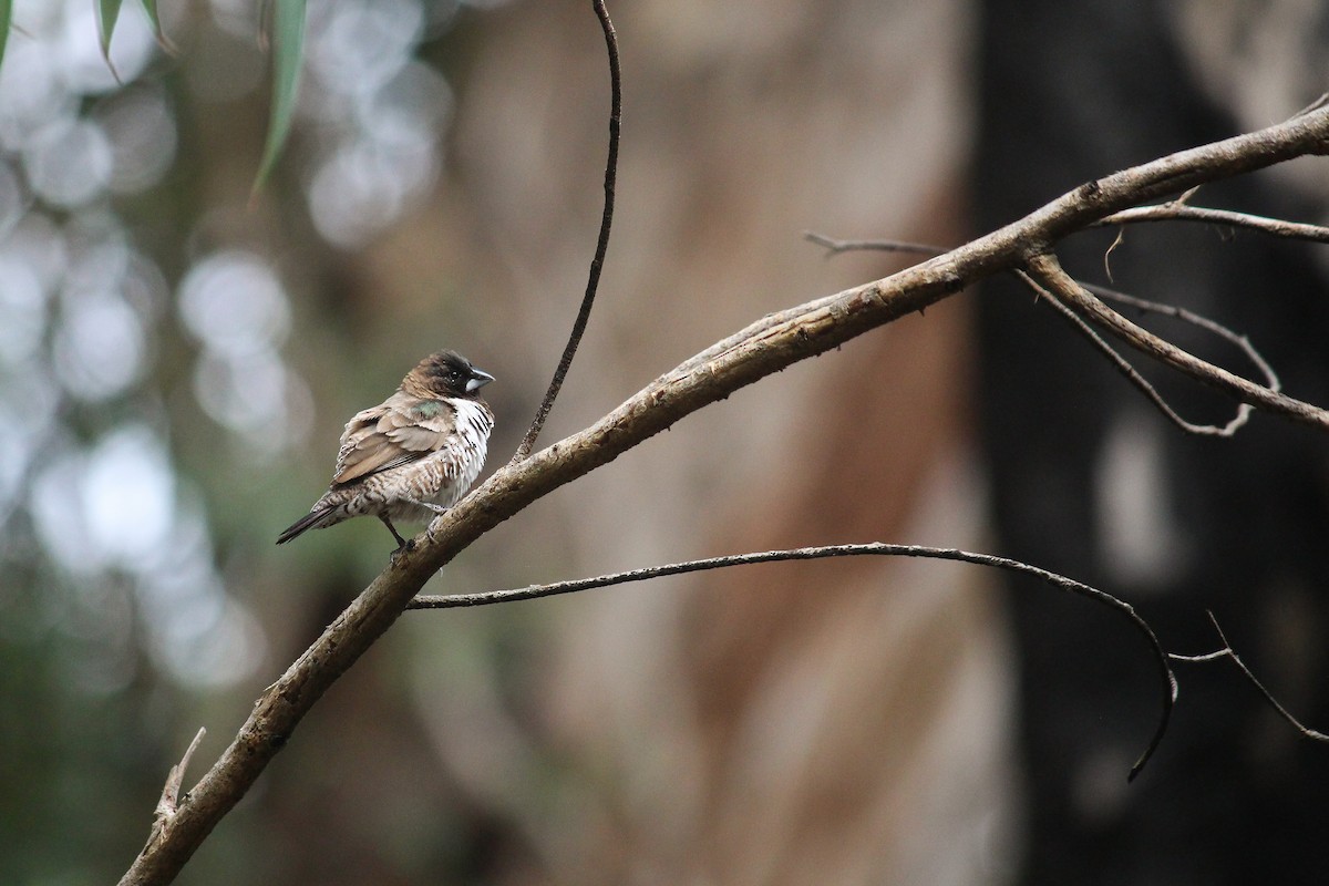 Bronze Mannikin - ML598371791