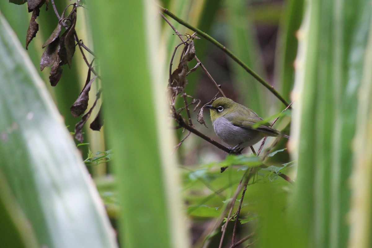 Cape White-eye - ML598371841